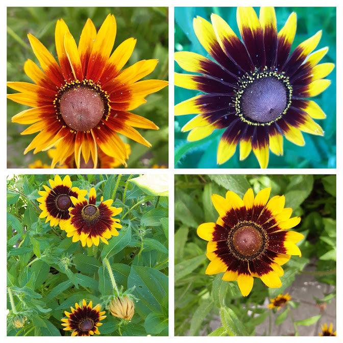 Rudbeckia Bicolor