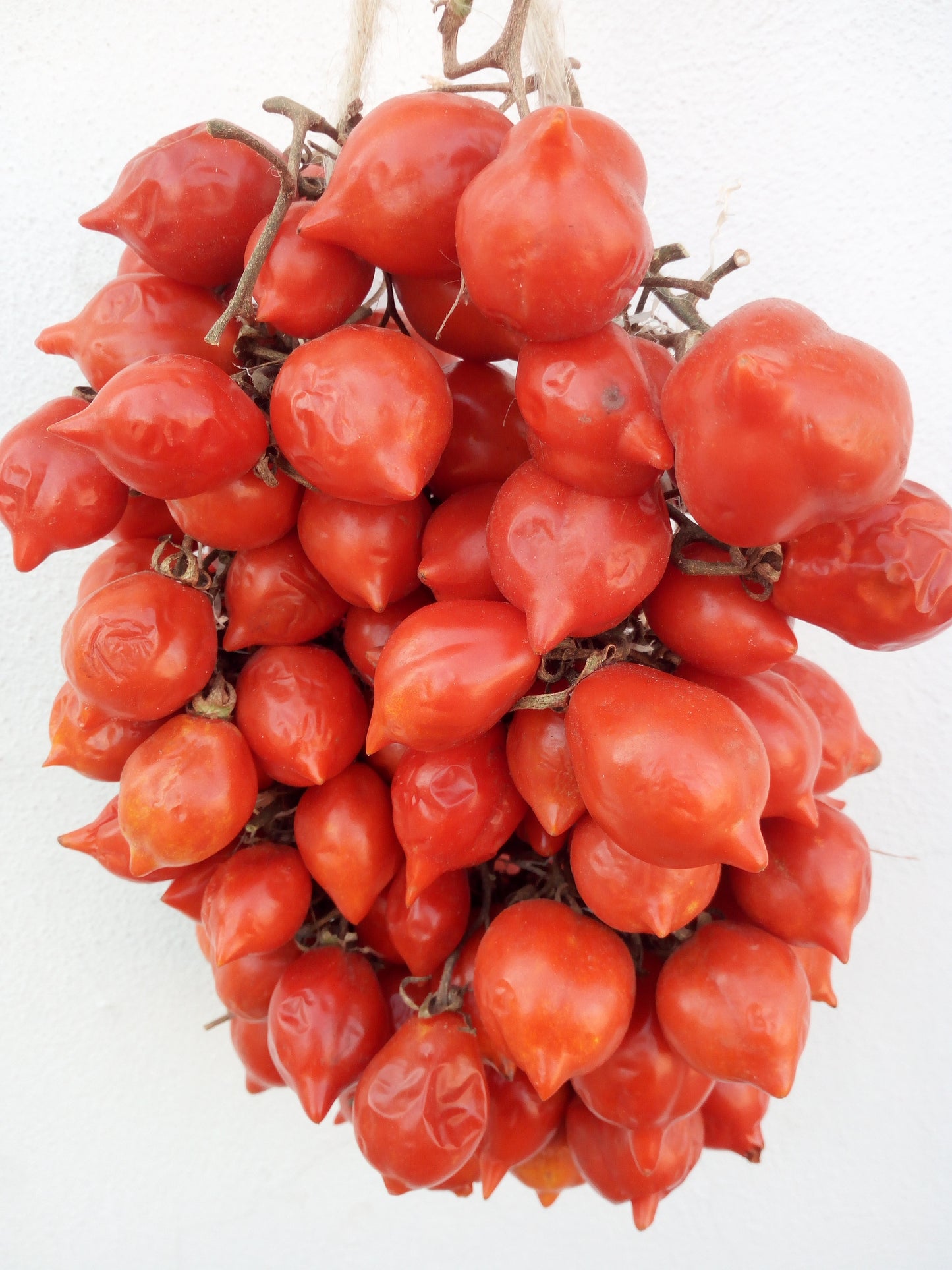 320 Semi POMODORO in 16 Varietà RARE e RICCHE di SOSTANTE NUTRITIVE