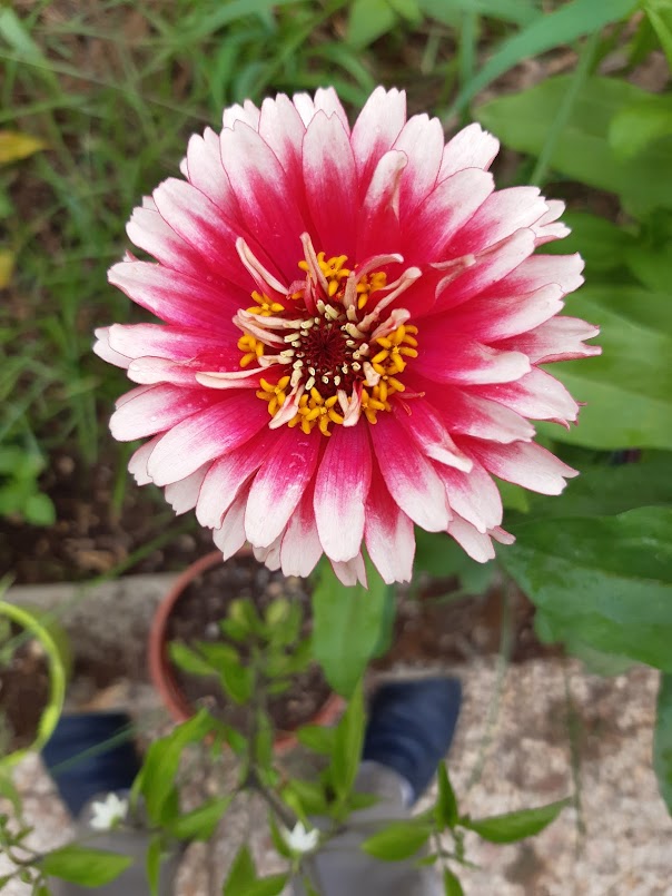 VARIETA' DI ZINNIA....WIRLIGIG-MARILANDICA-SAHARA-QUEEN RED