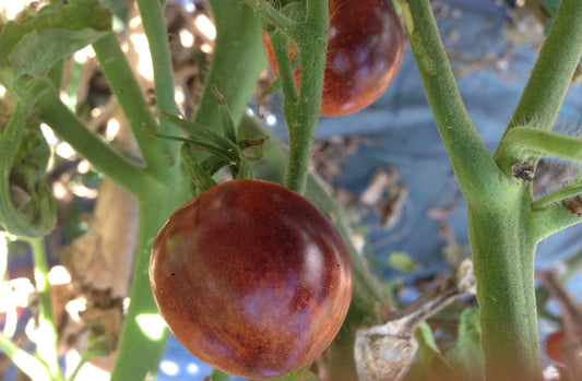 POMODORO ZEBRINO