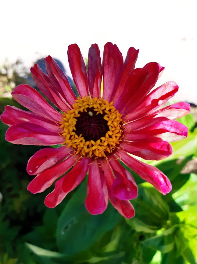 Zinnia Elegans--collezione di varieta'' diverse