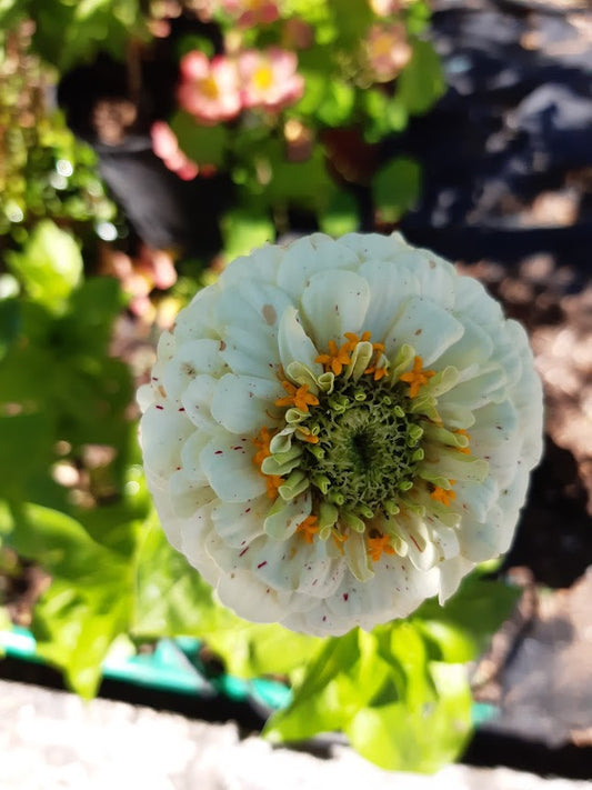 Zinnia  Pomponica gigante in Mix colori