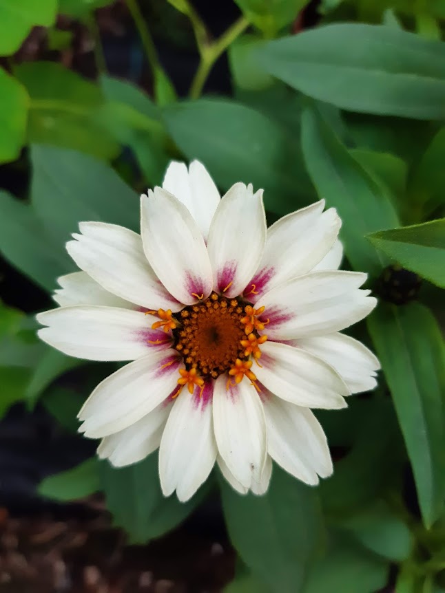 VARIETA' DI ZINNIA....WIRLIGIG-MARILANDICA-SAHARA-QUEEN RED