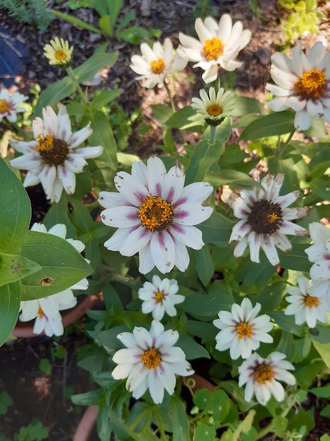 VARIETA' DI ZINNIA....WIRLIGIG-MARILANDICA-SAHARA-QUEEN RED