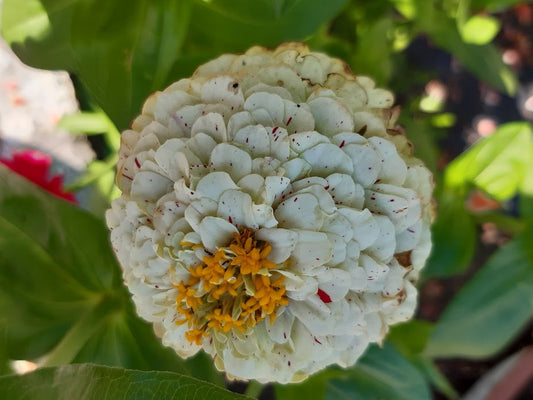 Zinnia Polar