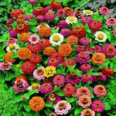 Zinnia Thumbellina nana