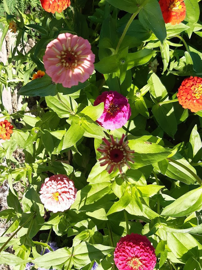 Zinnia Thumbellina nana