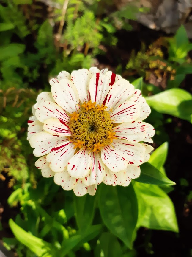 Zinnia White