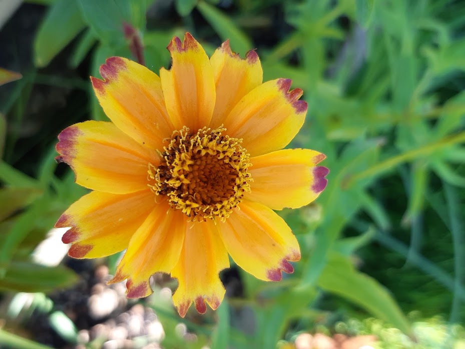 VARIETA' DI ZINNIA....WIRLIGIG-MARILANDICA-SAHARA-QUEEN RED