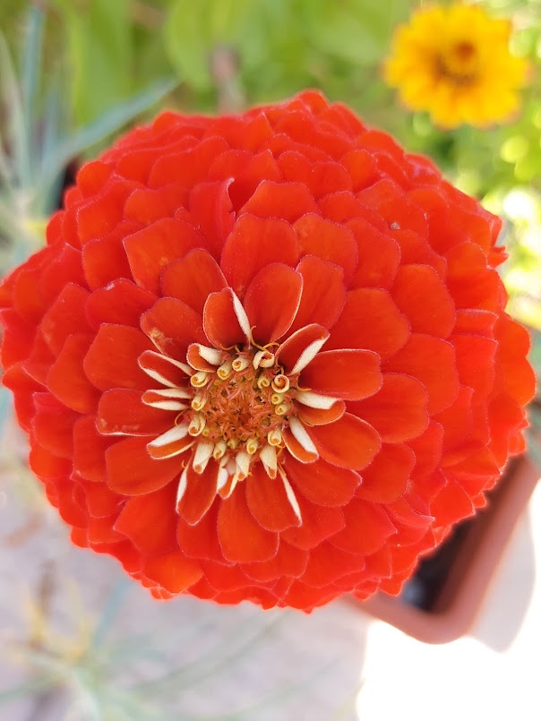 VARIETA' DI ZINNIA....WIRLIGIG-MARILANDICA-SAHARA-QUEEN RED