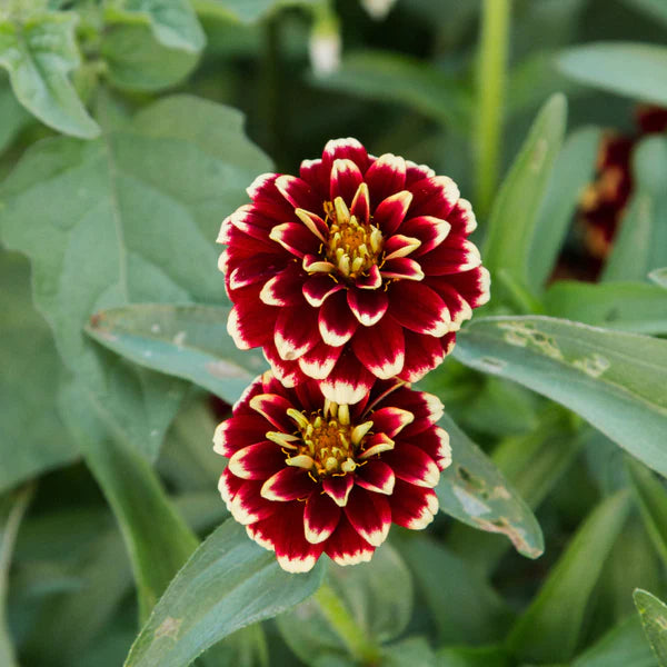 ZINNIA AZTEC BURGUNDY