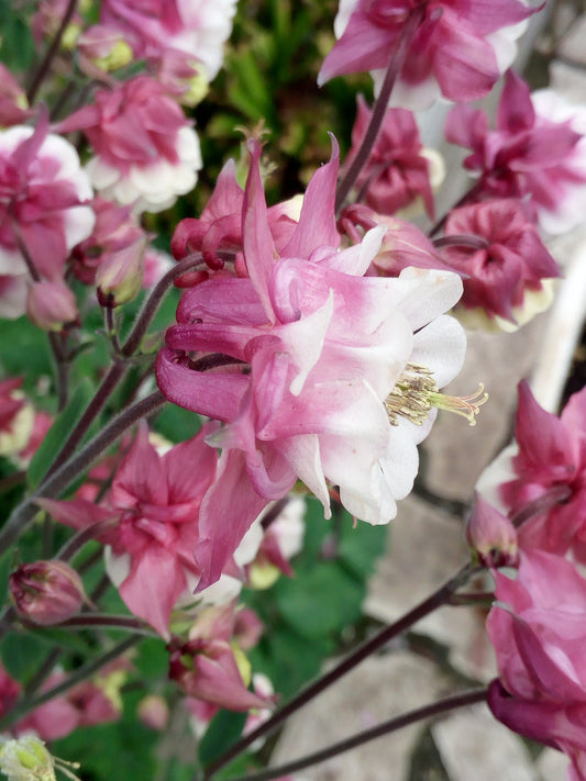 Aquilegia columbine varieta' petticoat