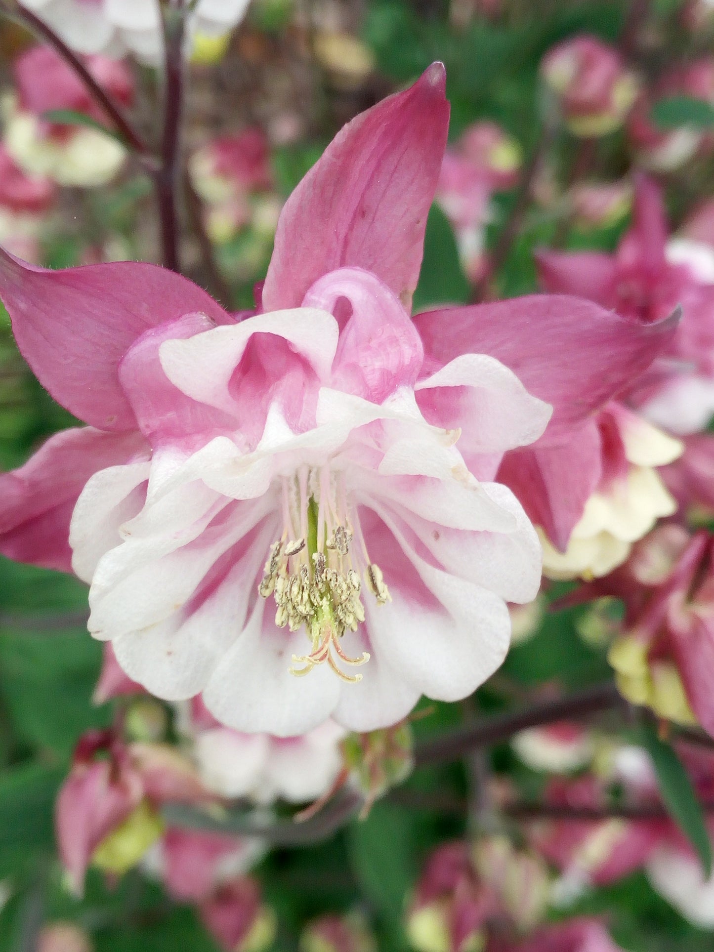 Aquilegia columbine varieta' petticoat