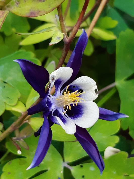 Aquilegia