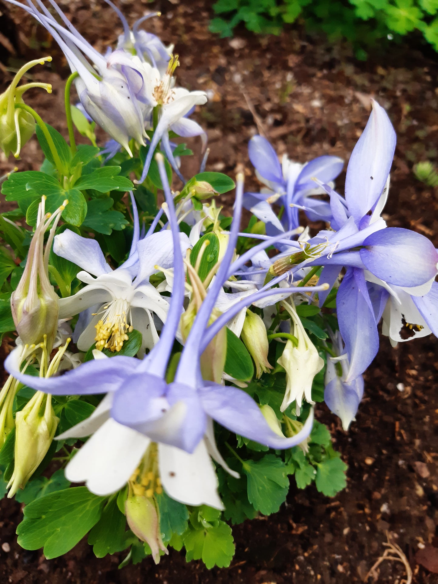 Aquilegia