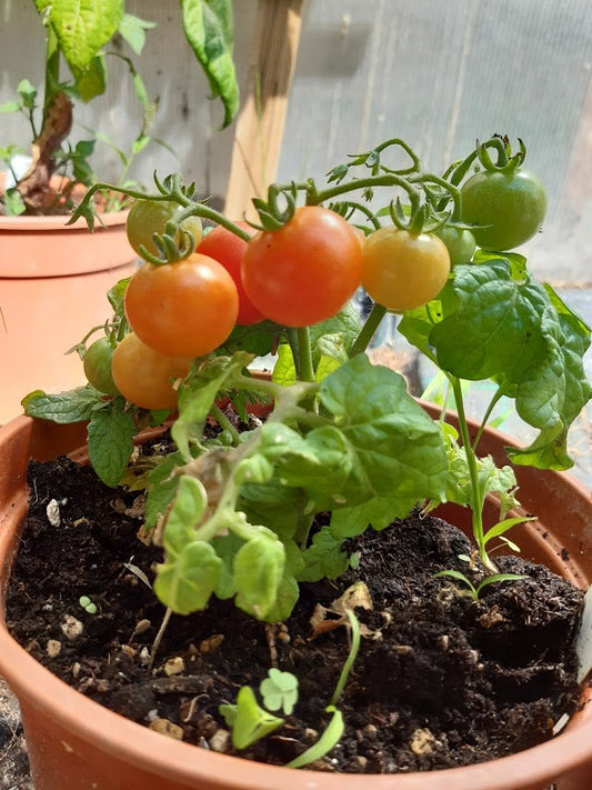 POMODORO BONSAI