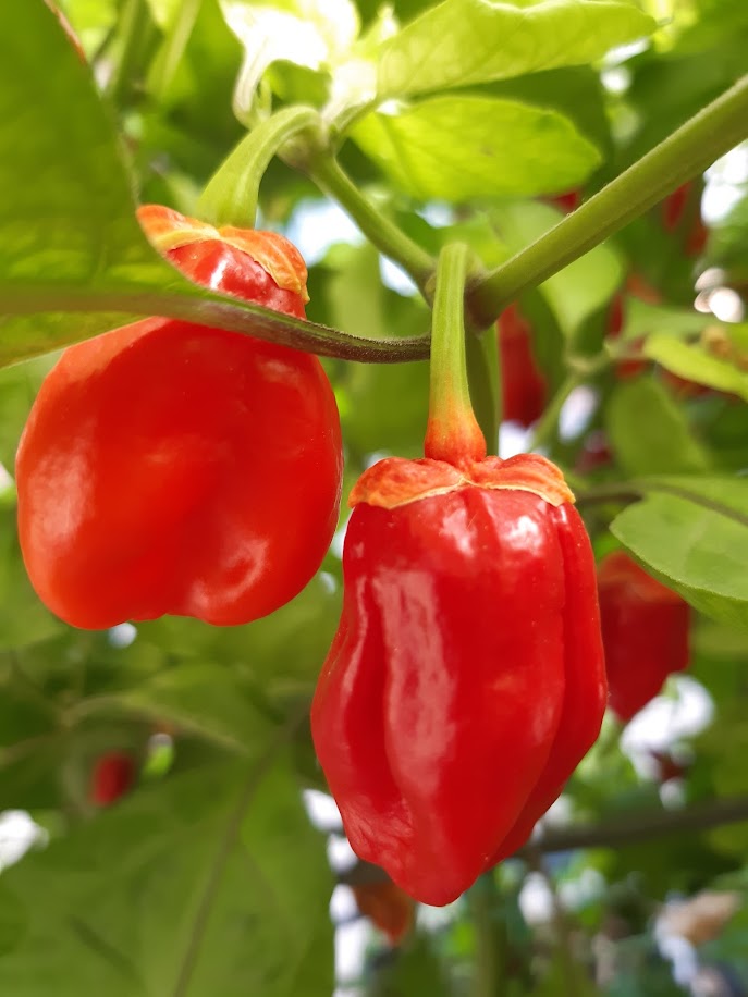 PEPERONCINO BUBLEGUM RED