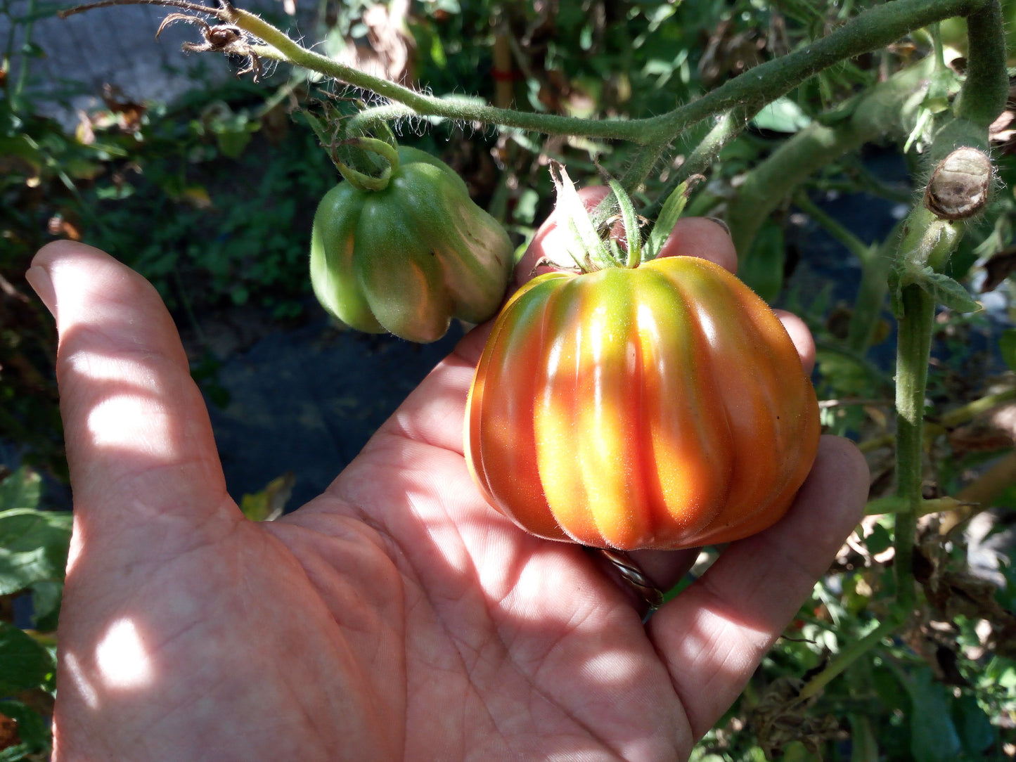 Pomodoro Canestrino di Lucca