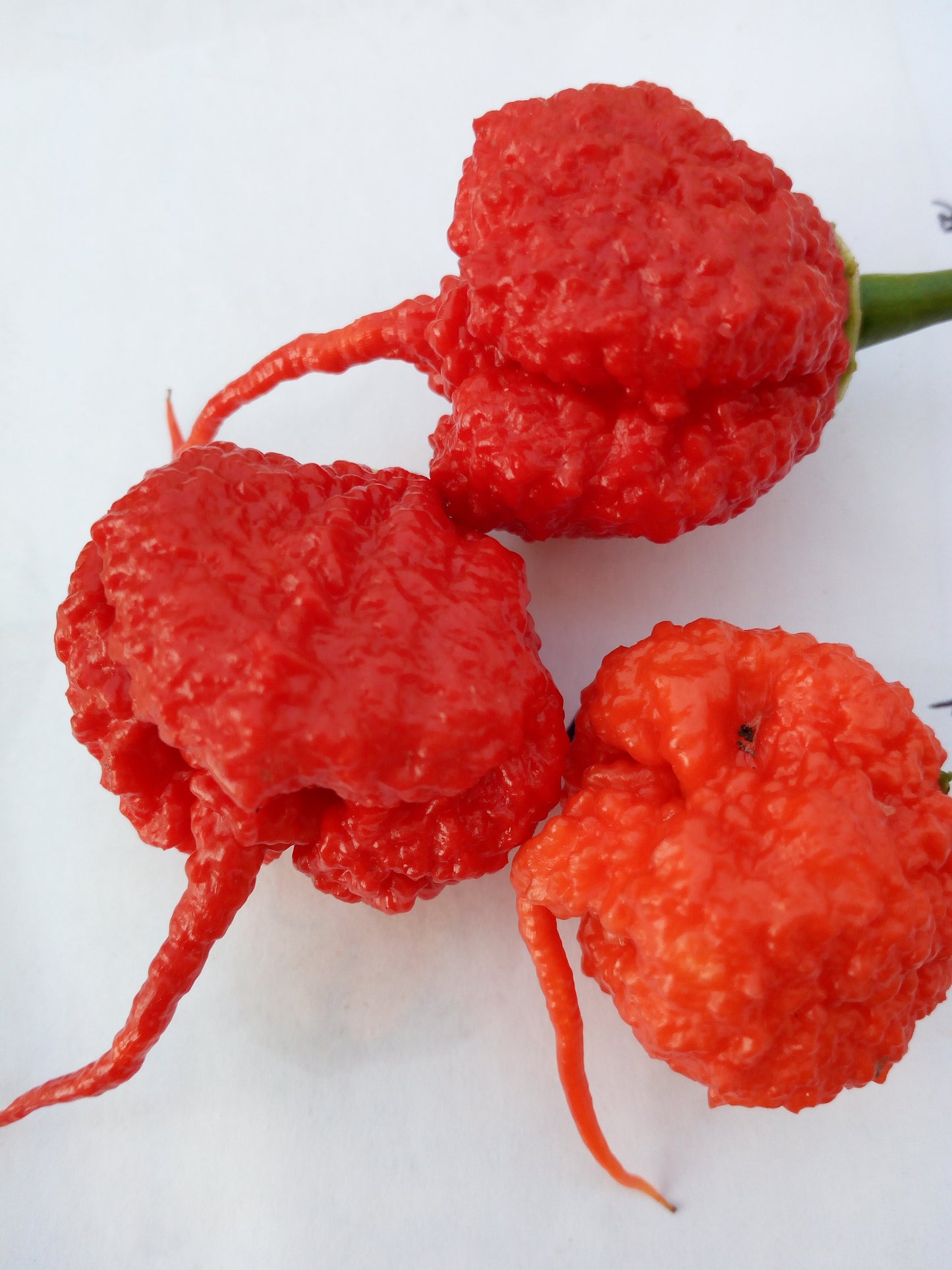 Carolina Reaper