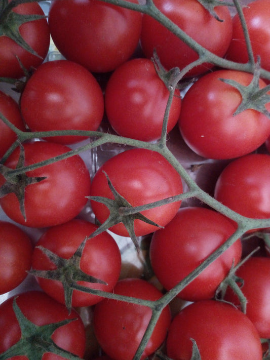 POMODORO CILIEGINO--4 VARIETA'--ROSSO--GIALLO--ORANGE--NERO