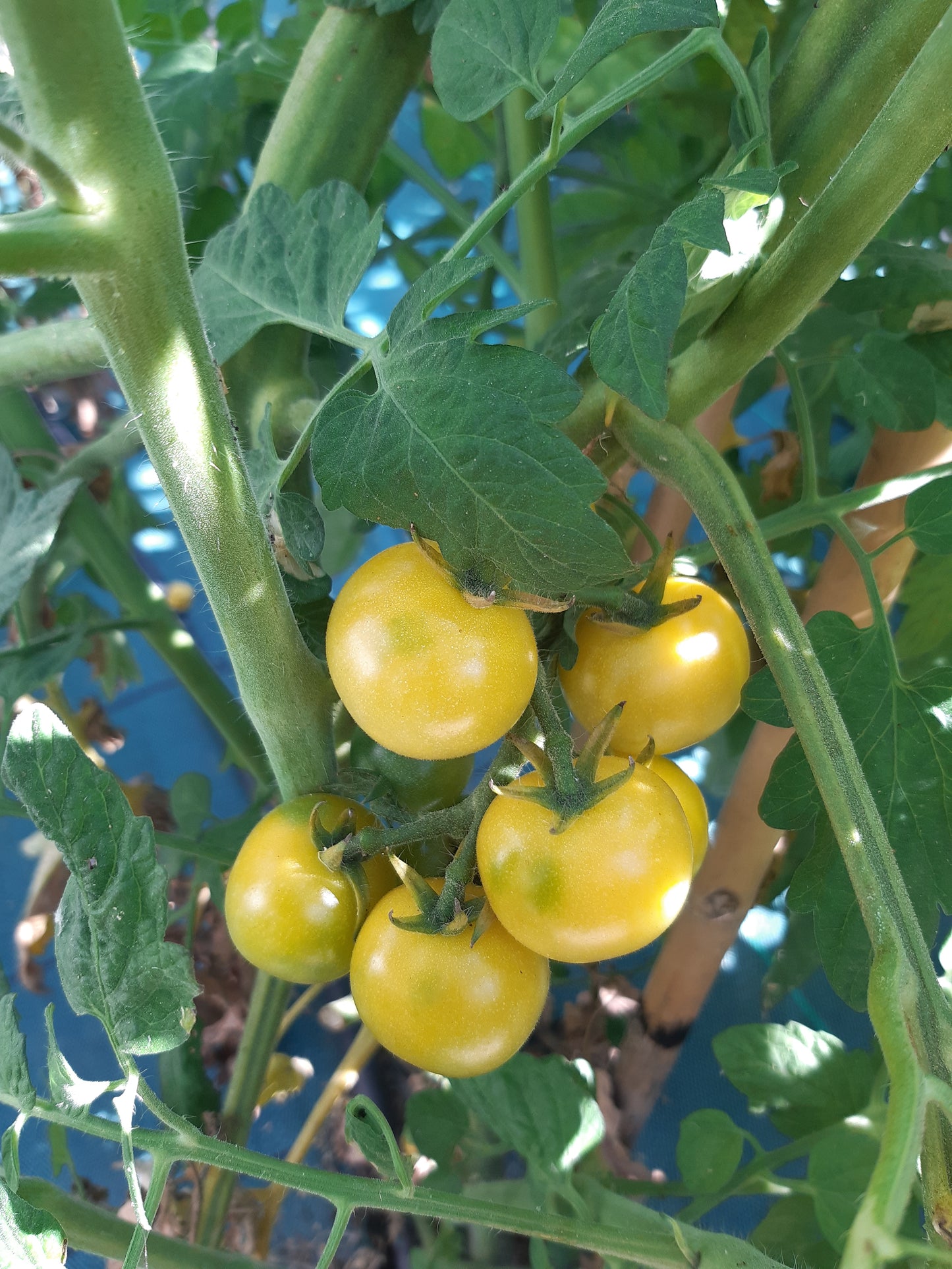 POMODORO CILIEGINO--4 VARIETA'--ROSSO--GIALLO--ORANGE--NERO