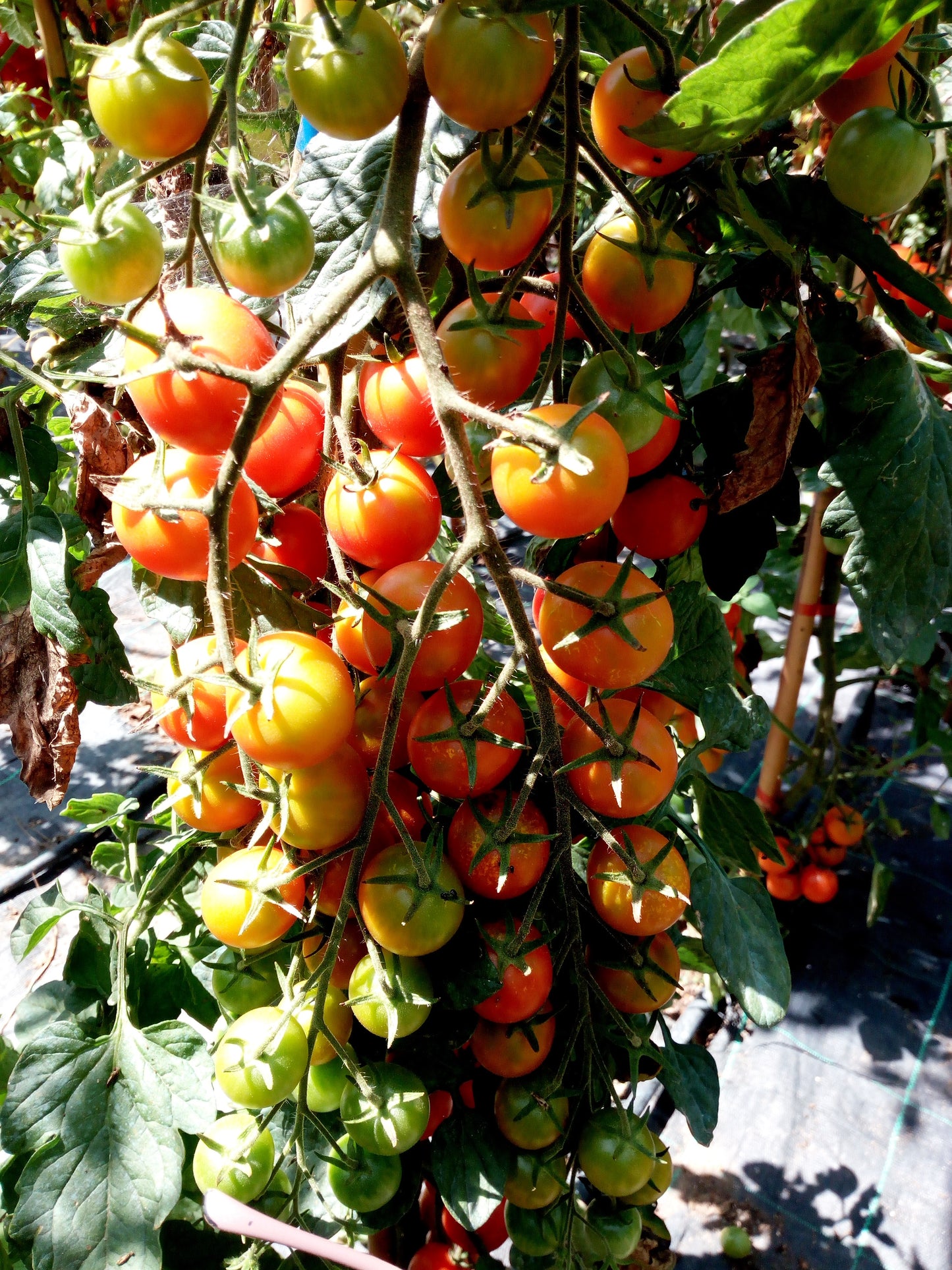 POMODORO CILIEGINO--4 VARIETA'--ROSSO--GIALLO--ORANGE--NERO