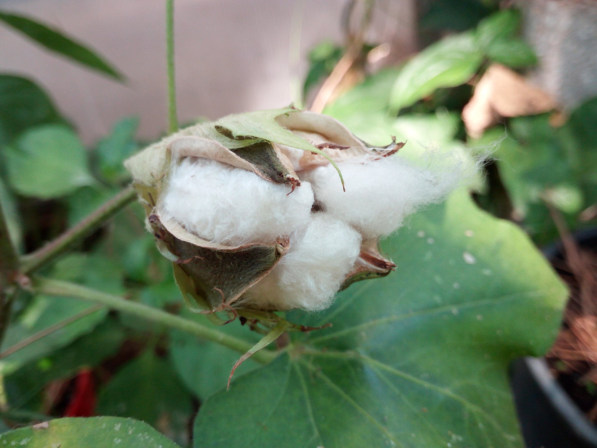 Cotone Pianta del cotone Gossypium - Arbusti ornamentali - Ladre di Piante