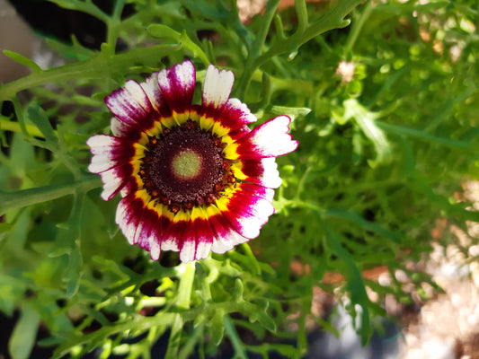 chrisantemum carinatum