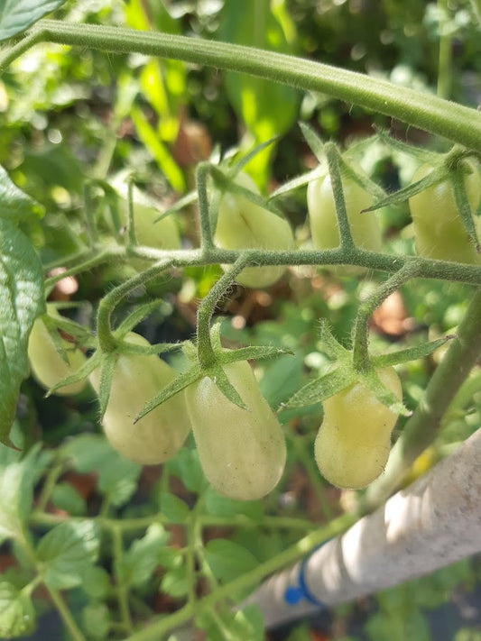 POMODORO DATTERINO-- 3 VARIETA'--ROSSO-GIALLO-VERDE