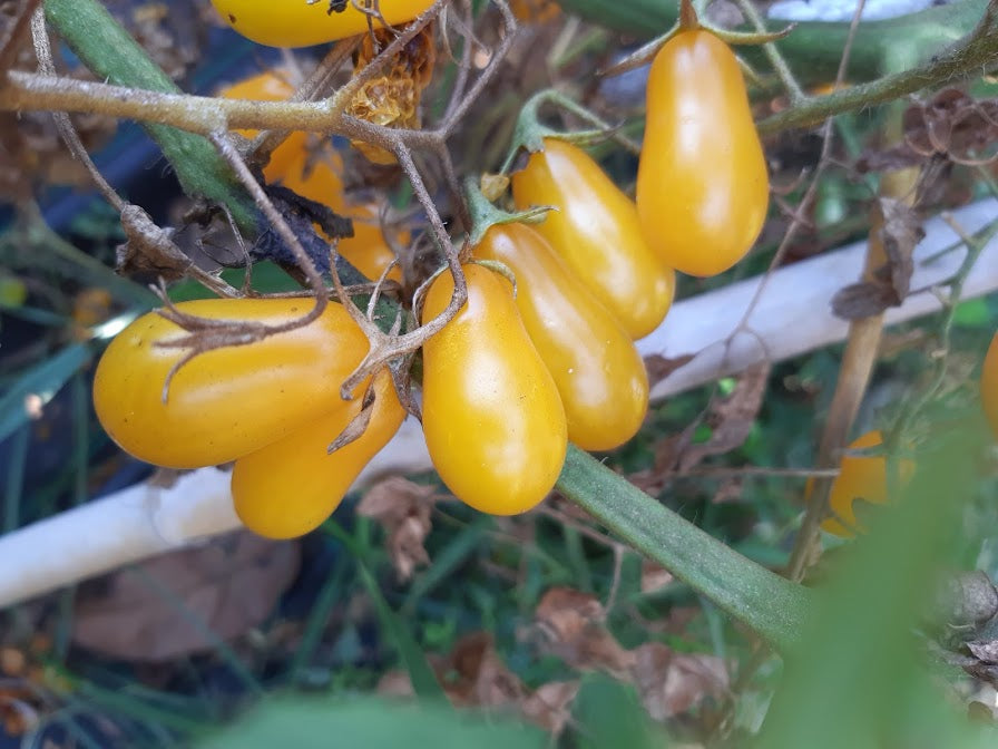 POMODORO DATTERINO-- 3 VARIETA'--ROSSO-GIALLO-VERDE