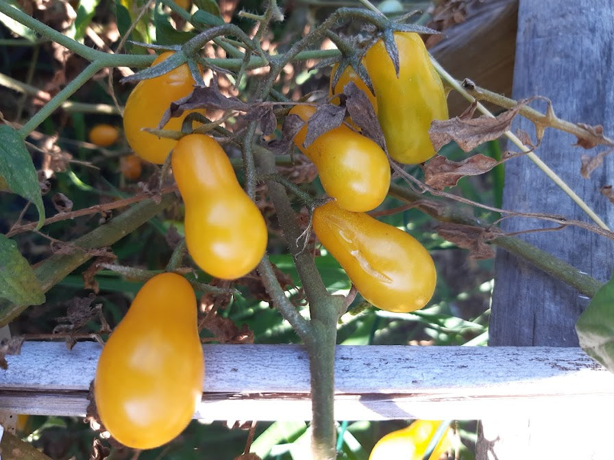 POMODORO DATTERINO-- 3 VARIETA'--ROSSO-GIALLO-VERDE