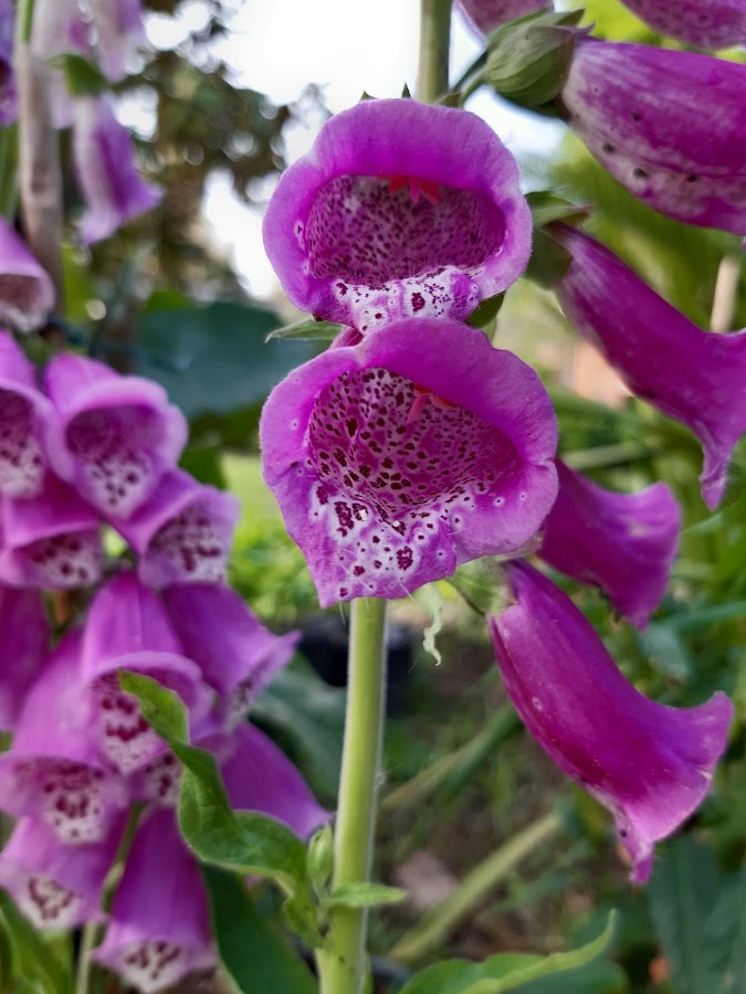 Digitalis Purpurea