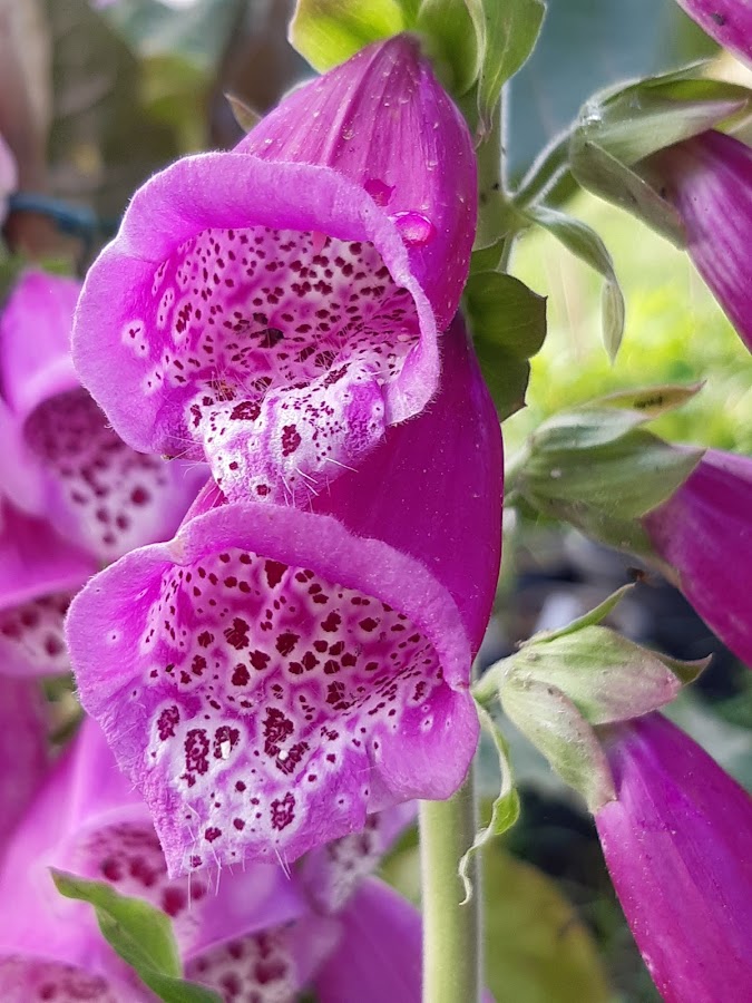 Digitalis Purpurea