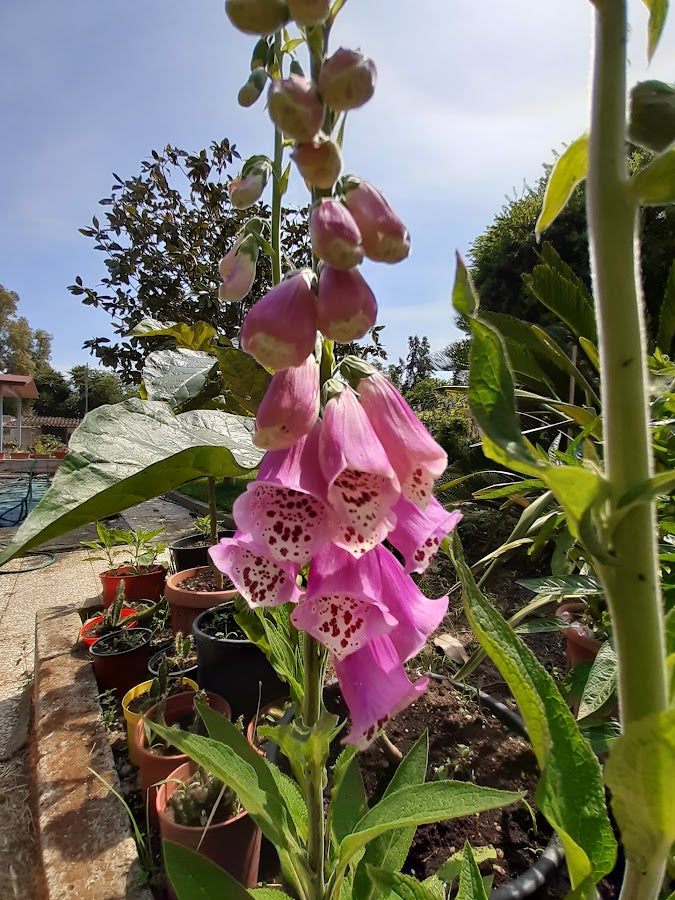 Digitalis Purpurea