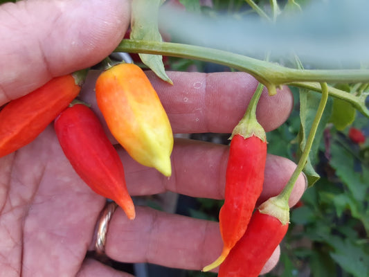 PEPERONCINO DON XUAN MARKET