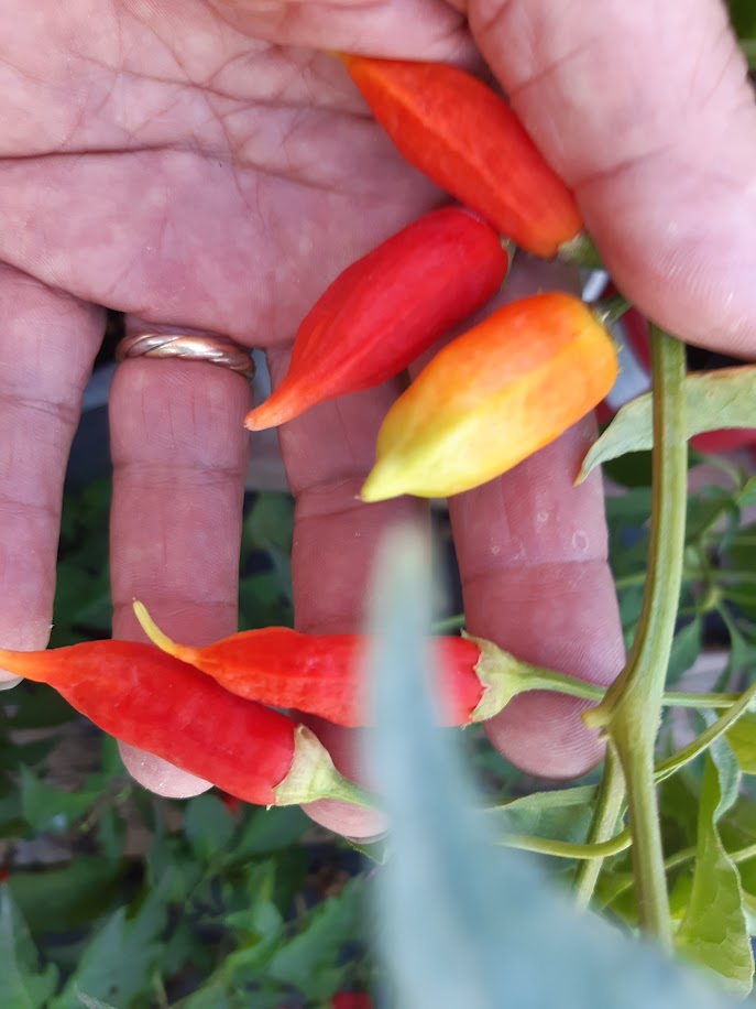 PEPERONCINO DON XUAN MARKET