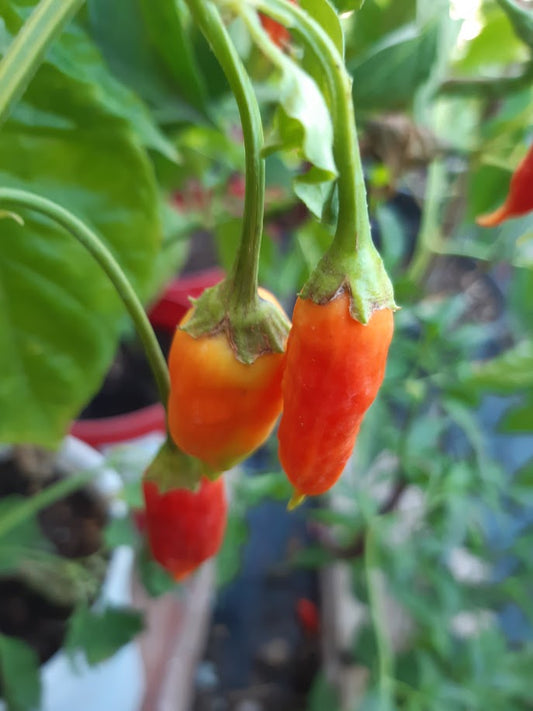 PEPERONCINO DON XUAN MARKET