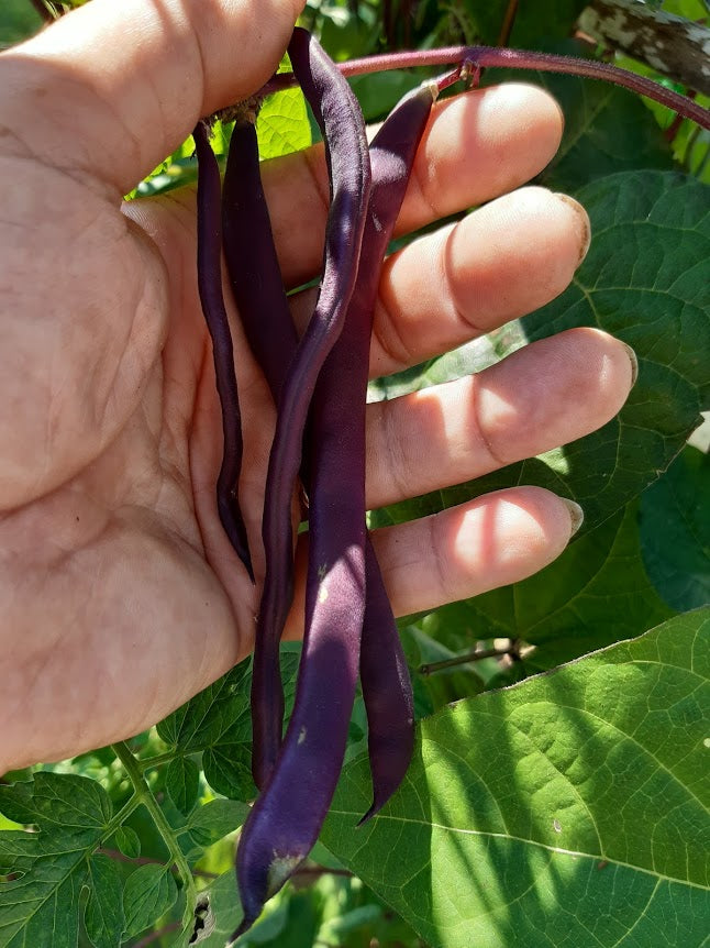 Fagiolino Mangiatutto a cosse violetto