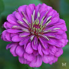 Zinnia Purple  Prince