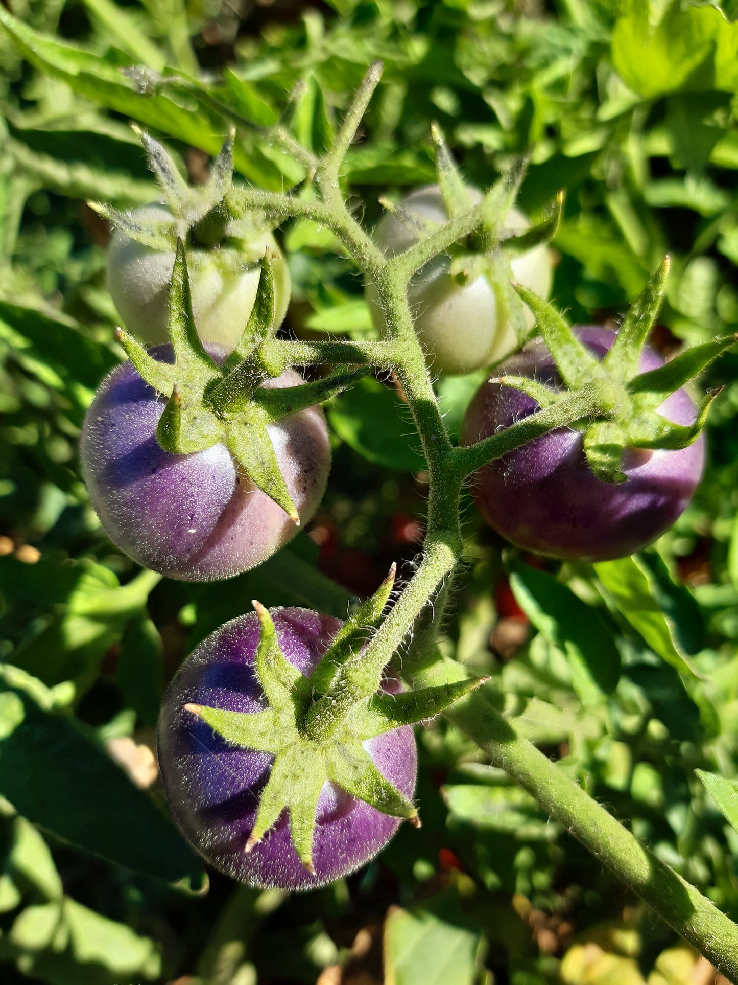 POMODORO GARGAMEL --UKRAINE PURPLE--BEAUTY BLUE