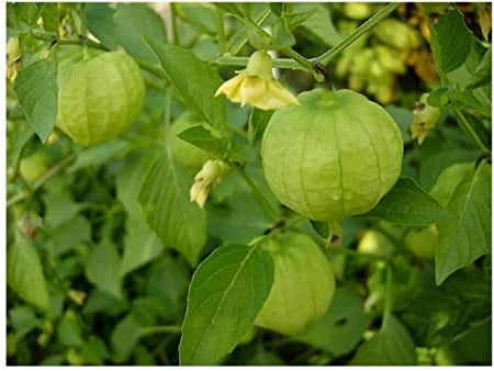 Physalis Ixocarpa Verde