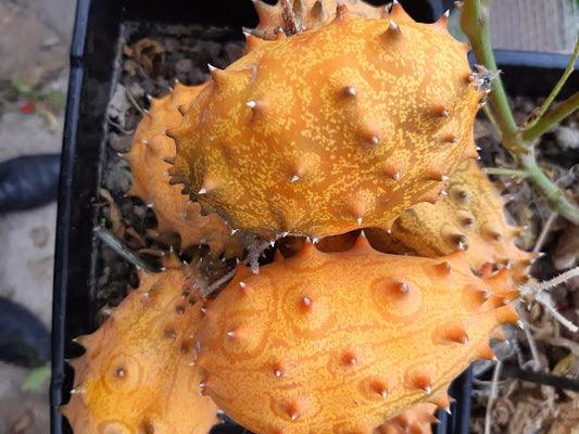 Kiwano