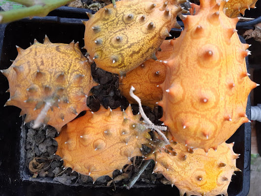 Kiwano