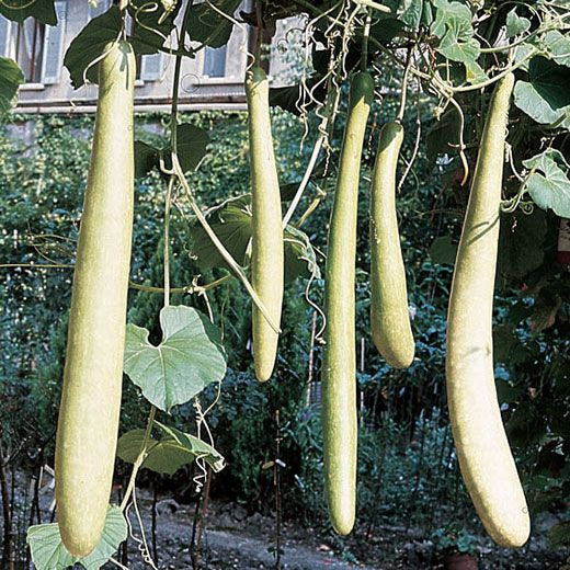 Zucca Serpente (Lagenaria Longissima)