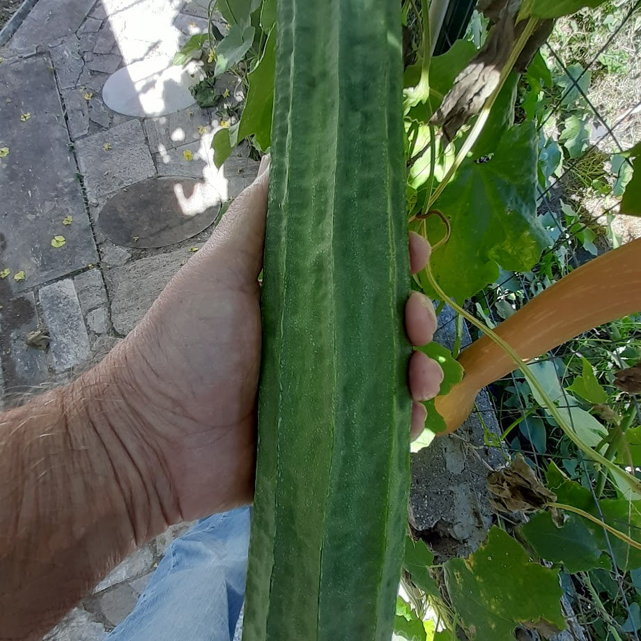 Luffa Acutangula