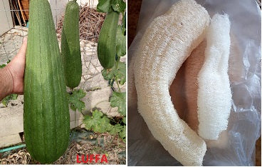 Luffa Cilindrica