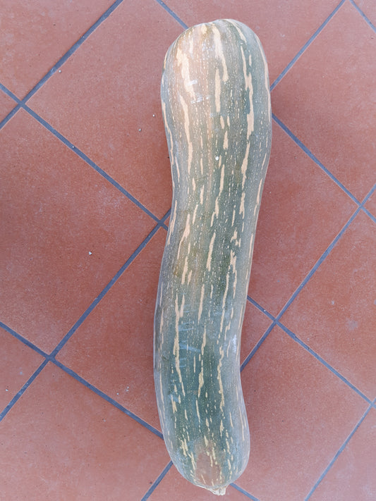 Zucca Lunga Napoletana