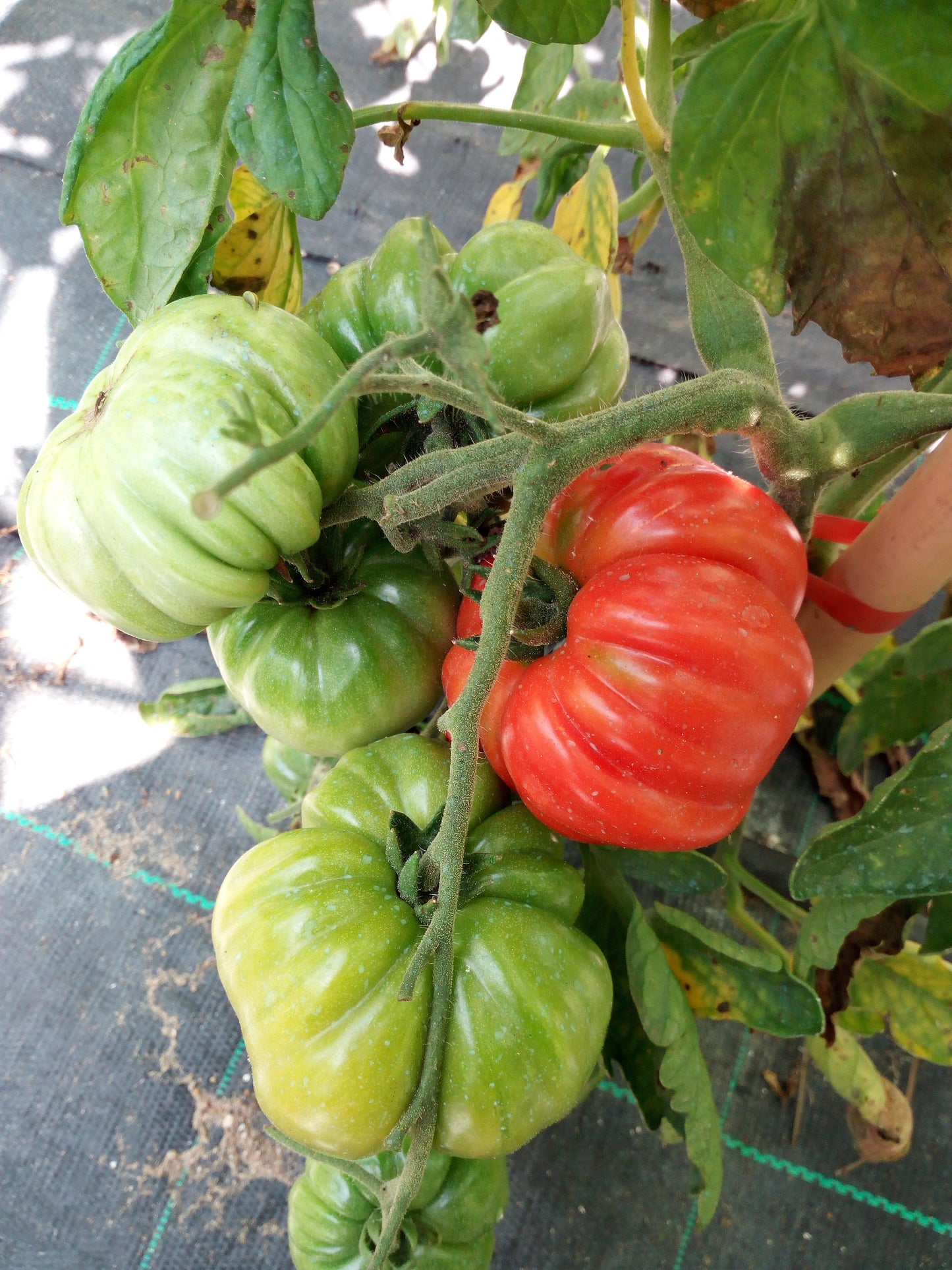 90 Semi POMODORO in 9 Varietà RARE e RICCHE di SOSTANTE NUTRITIVE, COLLEZIONE 3