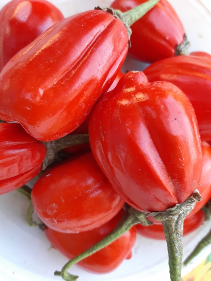 Melanzane Rosse--  2 Varieta' Rossa di Rotonda -Gilo Tingua