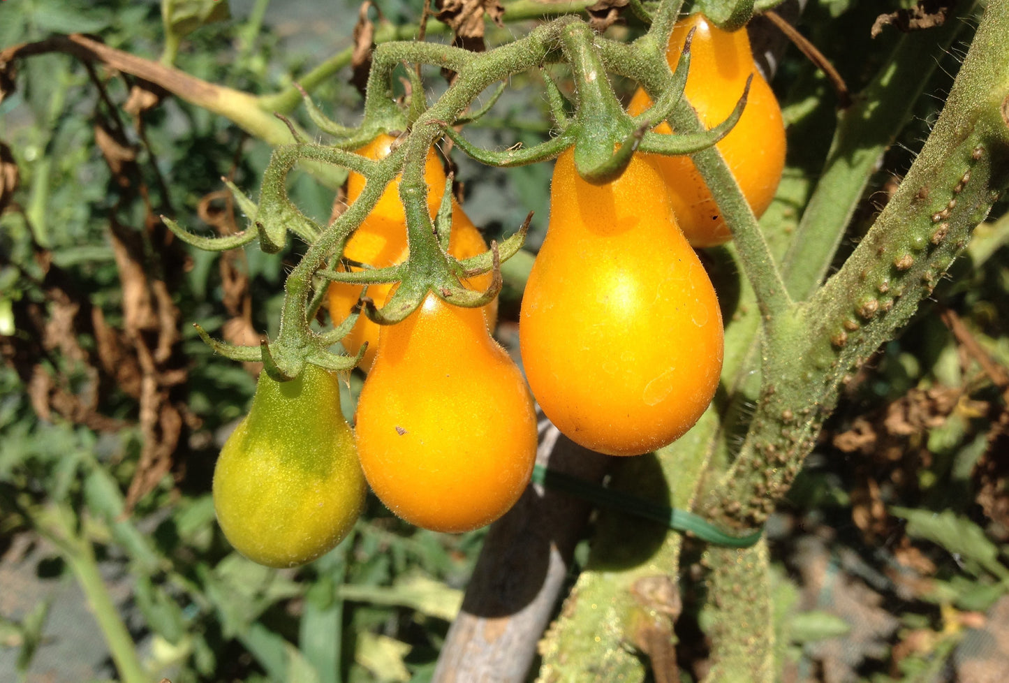 Pomodoro Perino Giallo